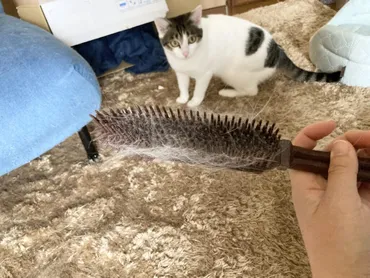 猫日記】スーパー使える！100均の抜け毛お掃除グッズ 