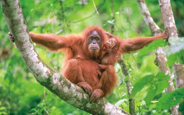 オランウータン：言語能力と絶滅の危機？森の賢者、オランウータン