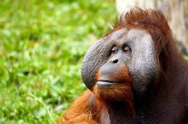 オランウータンはヒトの声をマネできる事が判明！【動画】最新動物行動研究