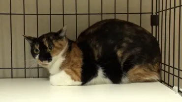 サンシャイン池崎の新たな保護猫預かり生活がスタート！過去最高にビビりな三毛猫・ブルボンが意外な才能を発揮する