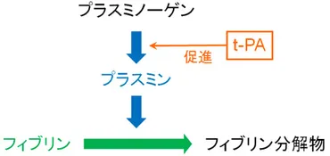 血栓溶解療法：プラスミンとt