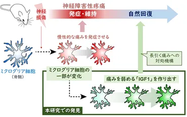 慢性疼痛からの自然回復に必要な細胞を世界で初めて発見!~ミクログリア細胞の驚くべき変化~