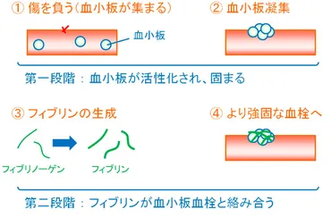 抗凝固薬の作用機序と心房細動：血栓の予防