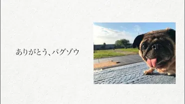 坂上忍と愛犬パグゾウの14年間：別れと、残されたものとは？パグゾウとの14年間を振り返る