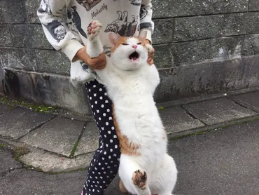 18万いいね！の脱走猫ちゃん「今は廃線の猫駅長見習いです」 « 女子SPA！