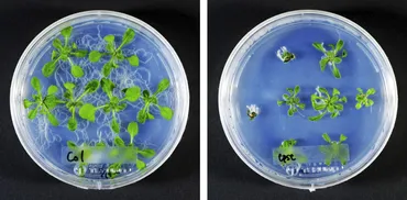 植物ホルモン研究最前線！植物ホルモンとペプチドホルモンが植物の成長と環境適応に果たす役割とは？植物ホルモンの多様な機能と、その研究最前線