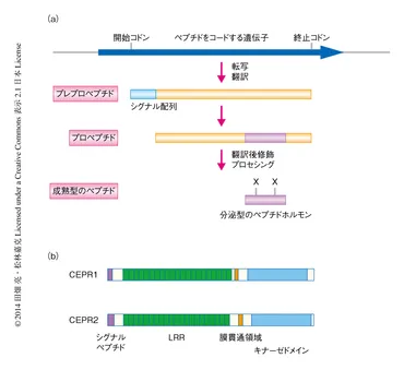 根における局所的な窒素の欠乏を植物の全体に伝達するペプチドホルモン : ライフサイエンス 新着論文レビュー