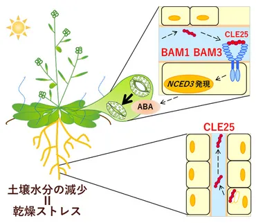 環境記憶統合 ゛注目の論文゛ No. 20 水欠乏の情報を根から地上部に伝える、移動性のペプチドを発見 