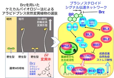 植物ホルモンのシグナル伝達による植物成長制御機構 