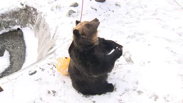 クマ70頭で分け合って食べます。「空飛ぶサケ」、心待ち！【のぼりべつクマ牧場】