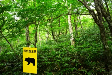 登山での熊対策 出没状況・予防・遭遇時の行動まで完全ガイド 