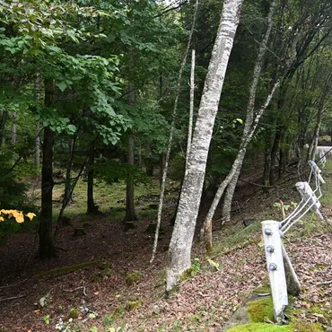 オリエンテーリング大会で80代男性遭難、捜索は？那須塩原市、道迷いのリスクとは？那須塩原市オリエンテーリング大会での遭難事故と競技の特性