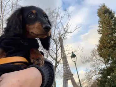 三四郎日記「吾輩は犬である。名前は三四郎 第二話」 