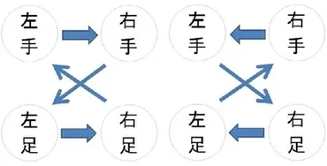 二種類の四足走行（ギャロップ） 