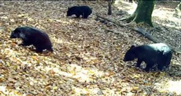 ツキノワグマの親子初確認 剣山山系