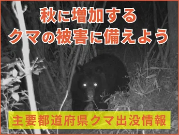 熊被害2025】秋に増加するクマの被害に備えよう（主要都道府県クマ出没情報リンクあり） 