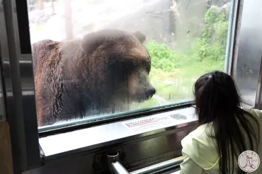 登別旅行「クマ牧場」で人生初のクマに餌やり体験！所要時間2時間の観光 