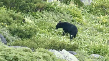 山菜採り中、子連れのクマに遭遇した岩手県の男性。杖で先制攻撃を仕掛けるも…「たとえ20kg弱のクマでもスピードが速すぎて、人間が勝てるはずがない」 ドキュメント  クマから逃げのびた人々