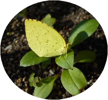 孤独ぎらいのひとり好き』・・・田村セツコ（著）: 箱入り嫁の小さな幸せ