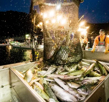 羅臼産秋鮭の魅力とは？漁獲量、旬の味覚、販売情報まで徹底解説！知床羅臼の秋鮭！旬の味覚と産地直送