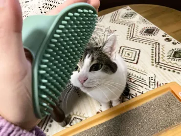 猫が喜ぶ？セリアの柔らか素材のペットのブラシを試してみた！【猫日記】 