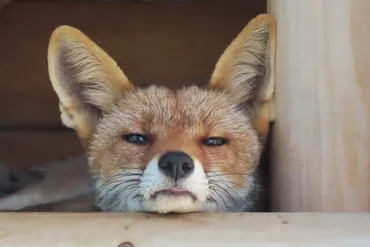 きつね系男子の特徴とは？真面目で思慮深く人付き合いが上手 