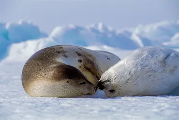 写真家・星野道夫が魅せたアラスカの世界とは？その出会いと、今も続く足跡に迫る(？)アラスカへの憧憬、写真家・星野道夫が遺した世界