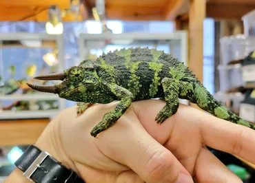 野生個体（WC）と繁殖個体（CB）について 