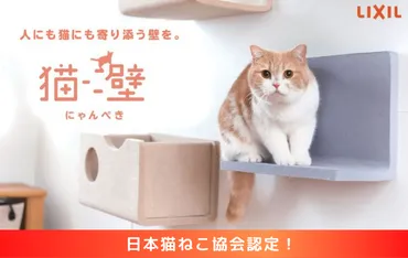 保護猫シェルター、YouTubeチャンネル、クラウドファンディングは成功する？保護猫活動の現状と未来