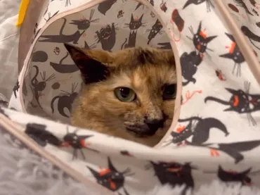 とっても控えめで慎重派の『元野良猫』…『同居猫』たちに囲まれ慣れてきた様子が愛おしすぎると10万再生「瞳がキレイ」「凄い進歩」 2ページ目