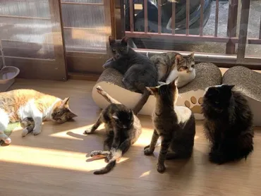 空き家バンクで見つけた築50年の一軒家 保護猫たちのシェルターに活用 