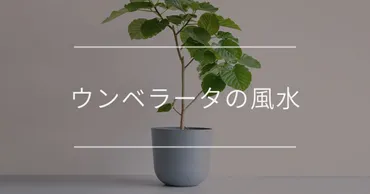 ウンベラータの風水