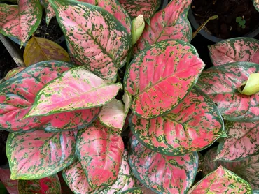 見るたびきゅんとする!ピンクの観葉植物7選 – 野菜苗・植物苗の通販│人気の家庭菜園 苗のセレクト通販【ITANSE】