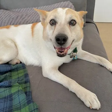 ギン太郎と坂上忍、さかがみ家での愛情と問題点とは？坂上忍と保護犬ギン太郎の関係、ドッグランでの事故とその波紋