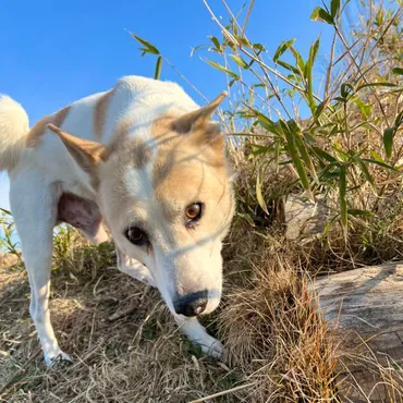 新メンバー】わんこ２匹のご紹介♪