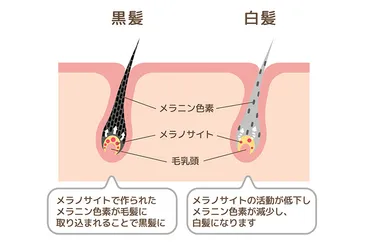 白髪が黒くなる・髪に良い食べ物は何?白髪の原因・予防・改善を解説