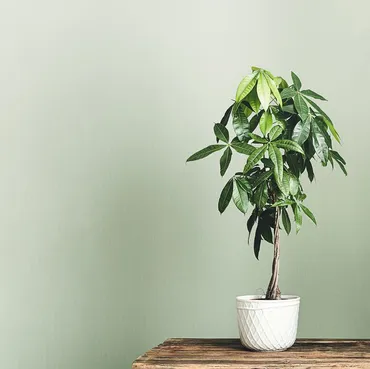 パキラの風水効果がすごい!金運・仕事運・恋愛運UPな置き方をプロが伝授