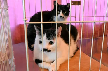 被災ペットとシェルターの活動：大分と名古屋の事例から学ぶ支援の形とは？大分・名古屋の被災ペット支援と保護活動