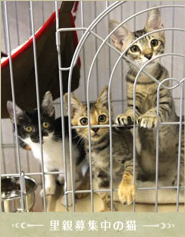里親募集中の猫