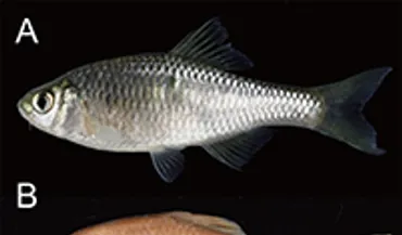 日本の魚類と金魚の世界：最新の研究と多様な楽しみ方とは？Ichthy:魚類研究の最前線と金魚すくい選手権大会