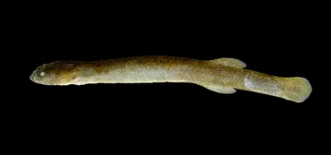 オオミミズハゼ(2022.02.07) 