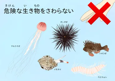 磯遊びの疑問を解決！ヤドカリ観察の注意点と飼育のコツとは？磯観察とヤドカリ飼育のポイント