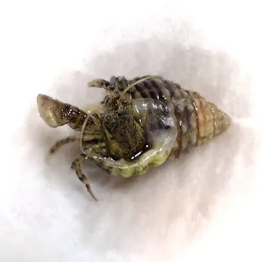 潮干狩り・磯遊びで捕まえたヤドカリを飼育してみよう 