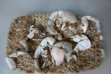 オカヤドカリの脱皮の頻度と期間、砂に潜って出てこなくても待つべき期間の嘘 