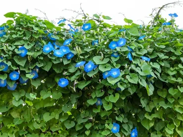 アサガオ栽培入門：育て方のコツと注意点！初心者でもできる育て方？夏を彩る！アサガオ栽培の基本を徹底解説