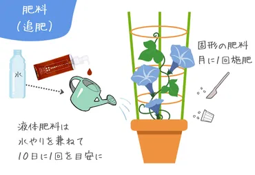 アサガオの育て方