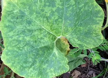 モザイク病の原因と対策