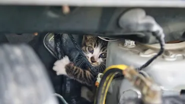 猫バンバンの正しいやり方は？車と小さな命を守るためにできること