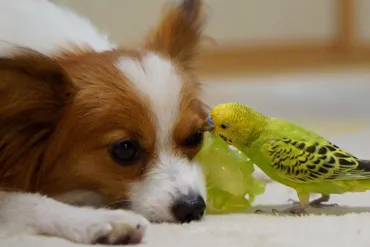 犬と鳥、一緒に飼える？安全な共存方法と注意点とは？鳥と犬との多頭飼育｜安全な暮らしのために