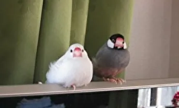 文鳥の多頭飼いのケージは?同居できても複数のケージを準備!